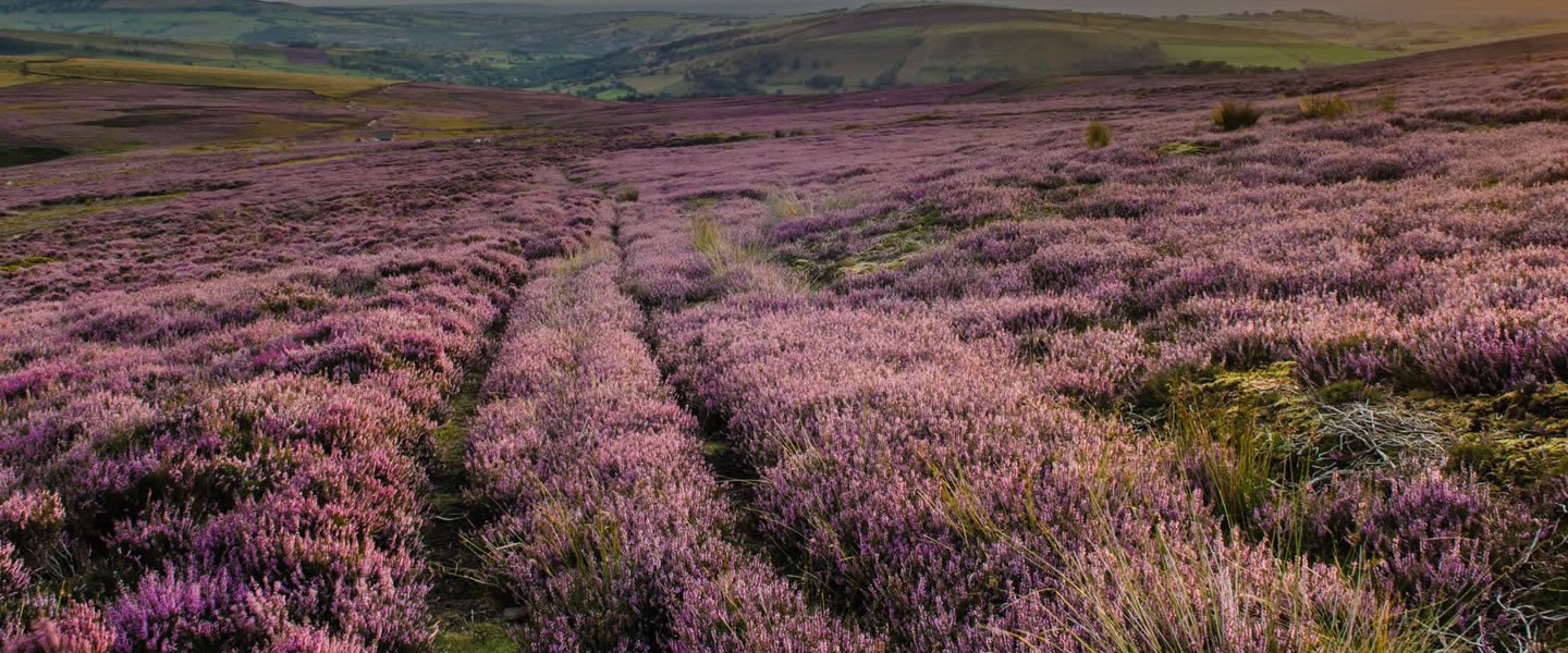 contact clarkson hall